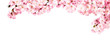 Kirschblüten als Panorama Hintergrund