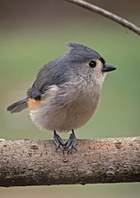 Tufted Titmouse Sitting On Branch With Seed