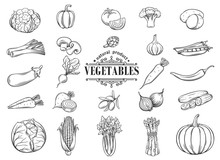 Vector Hand Drawn Vegetables Icons Set. Decorative