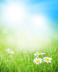 Wall Mural - chamomile flowers on grass field