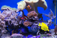 Yellow Tang Fish In Aquarium