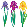 Vector set with outline purple, lilac and yellow Iris flower, bud and leaves isolated on white background. Ornate flowers for spring or summer design, greeting card with Irises in contour style.