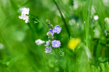 Spring flowers in green grass.