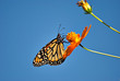Wonderful Monarch butterfl in an orange flower