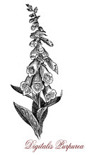 Vintage Engraving Of Common Foxglove Or Purple Foxglove, Flowering Plant Source Of Digoxin (called Also Digitalis) Heart Medicine. Flowers, Leaves And Seed Are Poisonous.