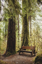 Wooden Bench In Forest