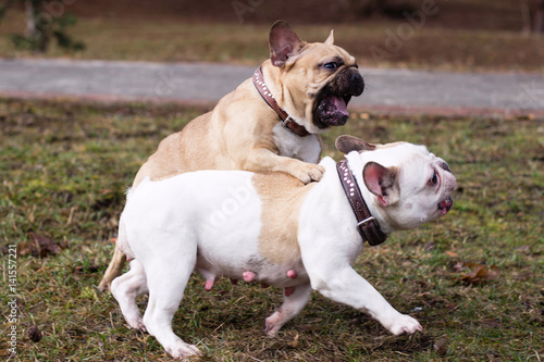 Couple Of Nice Dog Breed French Bulldog Fawn And White Color In Spring In Park Play And Fight Pets Closeup In The Morning Selective Focus Buy This Stock Photo And Explore