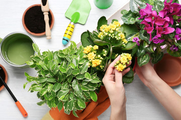 Wall Mural - Female gardener planting spring plant at table