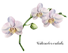 Watercolor Branch With  White Orchids. Hand Painted Floral Botanical Illustration Isolated On White Background. For Design Or Print.
