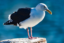 Seagull On Pier
