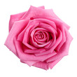 Leinwandbild Motiv  pink rose head isolated  on white  background 