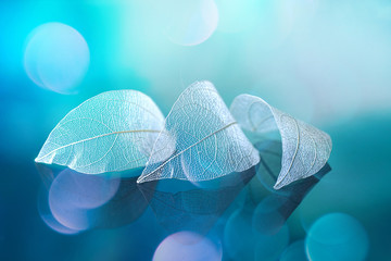 Wall Mural - White transparent leafs on mirror surface with reflection on blue background with round glare bokeh macro. Abstract artistic image template border natural dreamy image.