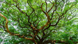 © PK4289 - Branches of The Hundred Years Giant Samanea or Albizia saman in Kanchanaburi, Thailand