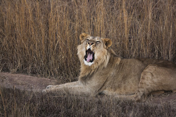 Wall Mural - Lion pride 