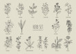 Set of herbs. Collection hand drawn medical, botanical and healing isolated plants. Contour