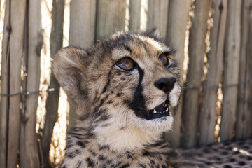 Wall Mural - Cheetah in africa