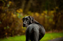 Great Dane Dog Looking Back 