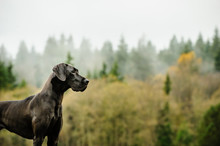 Great Dane Dog Standing By Foggy Forest