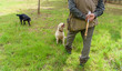 professional truffle hunter and his dogs search for truffles with digging tool