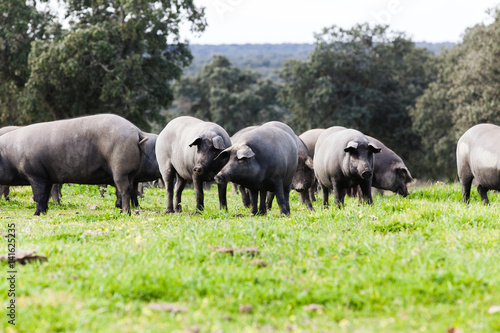 Fotomural Iberian pig herd pasturing in a green meadow.