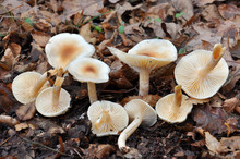 Ivory Woodwax Fungi - Hygrophorus Eburneus White Mushroom