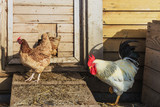 Fototapeta Psy - fowl farm- rooster and chicken