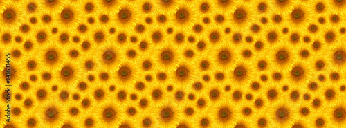 banner flower sunflower  summertime