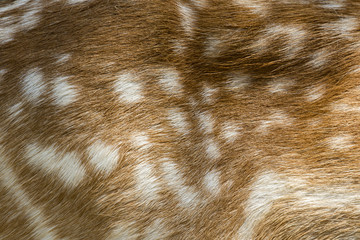 Genuine leather skin of chital deer with light and dark brown spots.