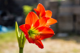 Fototapeta Tulipany - Hippeastrum johnsonii Bury beautiful flower