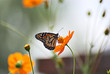 Monarch butterfly on an orange flowers with a colorful background