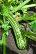 Green zucchini in garden in summer day
