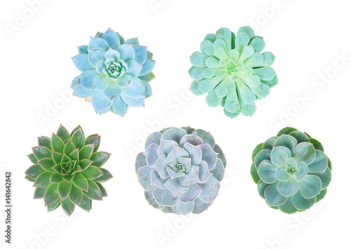 Set of succulent green plant isolated on white background