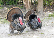 A Pair Of Florida Wild Turkey Toms Strutting.