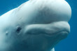 Profile of a Beluga Whale Swimming Underwater