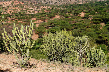 Wall Mural - Landscapes from Kenya on the way to the Turkana lake