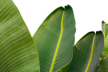 Banana leaf isolated on white background