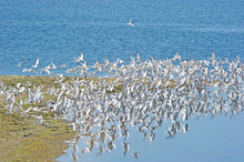 Flock Of Arctic Terns