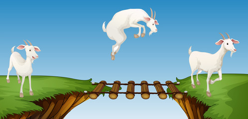 Poster - Three goats crossing bridge