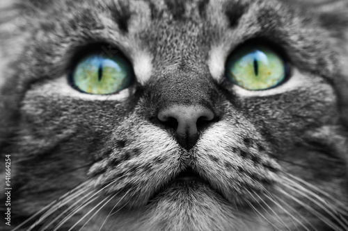 Schwarze Katze Mit Blauen Augen Gibt Es Schwarze Katzen