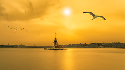 Seagulls around the Maiden Tower in Istanbul, Turkey