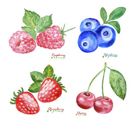 Wall Mural - Watercolor Berries on white background.