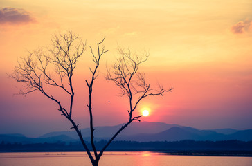 sunset with dead tree - retro vintage filter effect