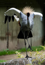 Grey Crowned Crane Does Courtship Mating Dance