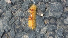 Yellow Fuzzy Caterpillar Crawling On The Ground