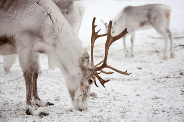 Reindeer