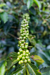 Wall Mural - Portrait view of newly formed green coffee beans on a coffee tree at an organic coffee plantation near Chinchina, Colombia.