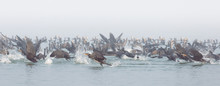 Cormorants Hunting On Marano's Lagoon, Friuli, Italy