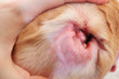 Allergy on dog ear close-up