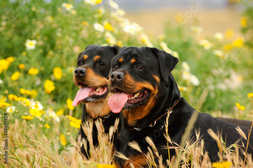 yellow rottweiler