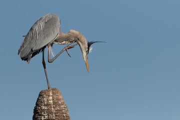 Great Blue Heron scratching on top of dead palm tree